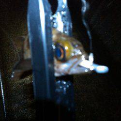 ありがとうメバル